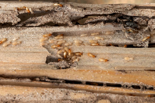 Best Ant Control Services  in Crescent Springs, KY